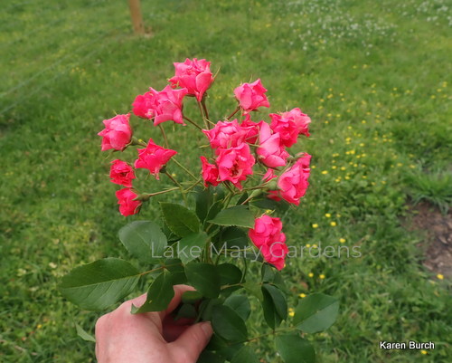 Scarlet Meidiland Rose with a Pink Sport