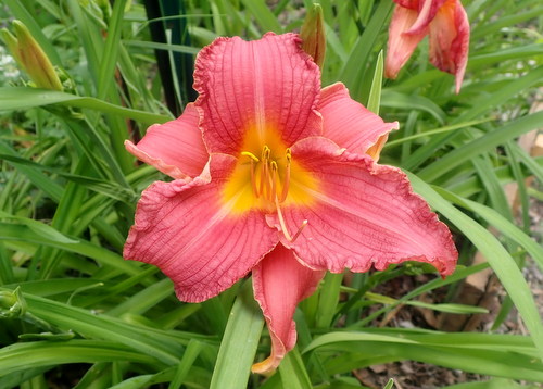 2nd Daylily of the season