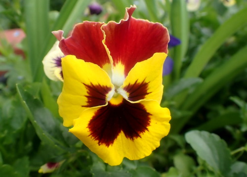 Pansy Red and Yellow