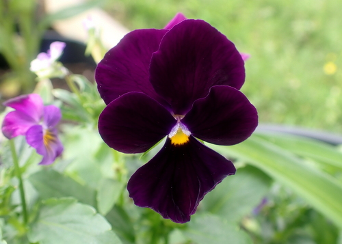 Dark purple pansy