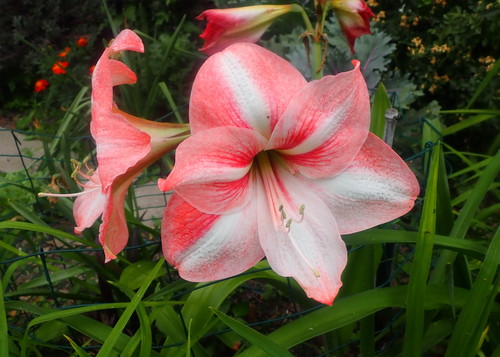 Amaryllis Cross of Cherry Blossom x Minerva