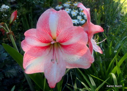 Minerva x Cherry Blossom Cross Amaryllis
