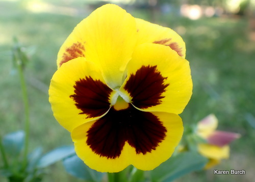 Swiss Giant Dark Red and yellow Pansy