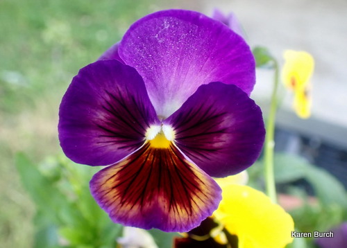 Purple and Gold Pansy