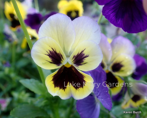 Yellow and Cream Pansy