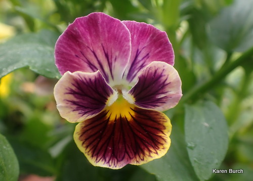 Pansy Pink and Yellow with lots of markings