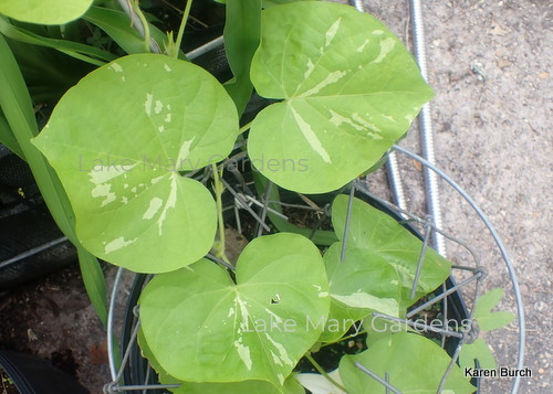 Japanese morning glory cordate leaf light green