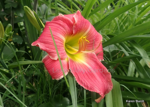 Daylily Seedling Looks Like Rolling Stones Mouth and Tongue
