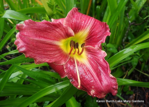 Daylily Seedling holding up to the heavy rain
