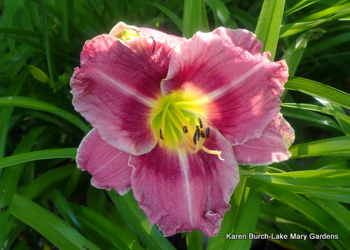 Early blooming daylily with eye zone