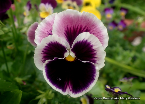 Purple Pansy with white margin