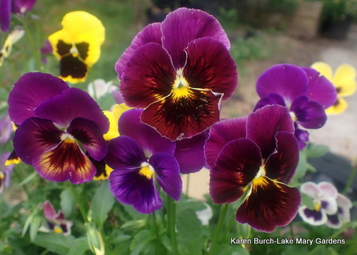purple and burgundy pansies