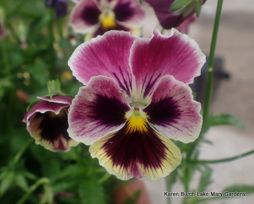 Pink and yellow pansies