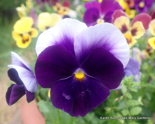 Purple and lavender pansy