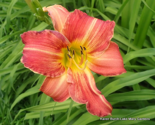 Stripes Striping appearing in my seedlings