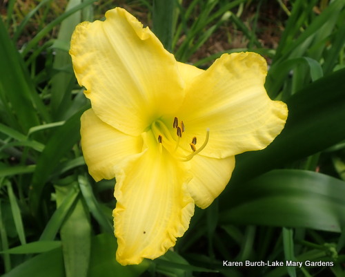 Yellow daylily seedling