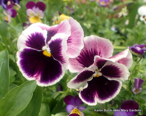 Pink and Purple Pansy