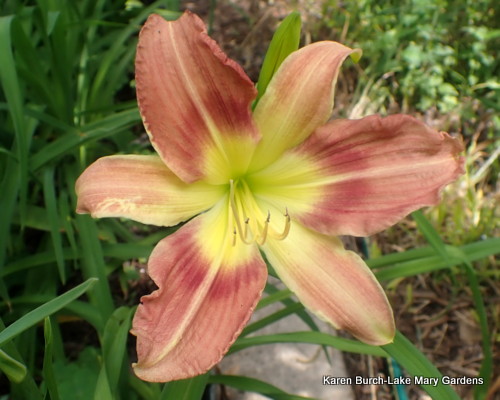 Wilson's Yellow x Tuscawilla Snowdrift