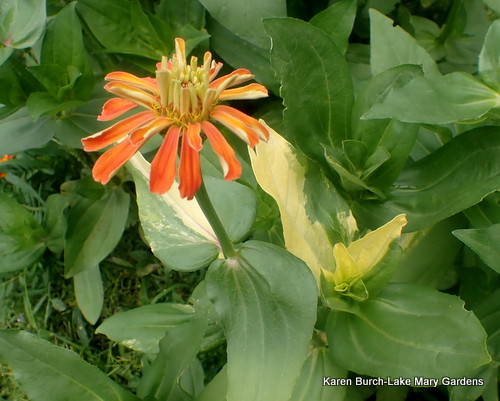 The variegated zinnia is orange