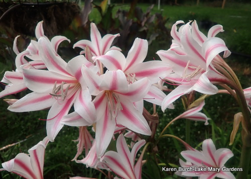 Milk and Wine Crinum Lily