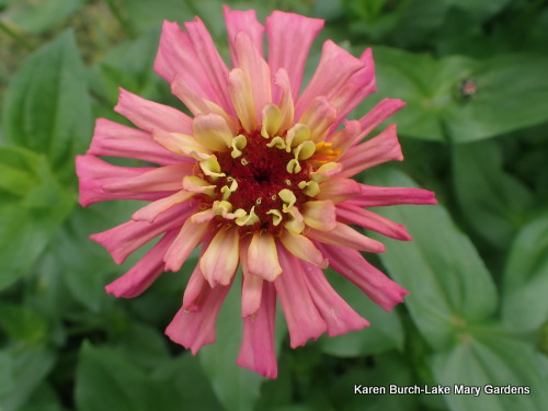 Pink Zinnia with light center