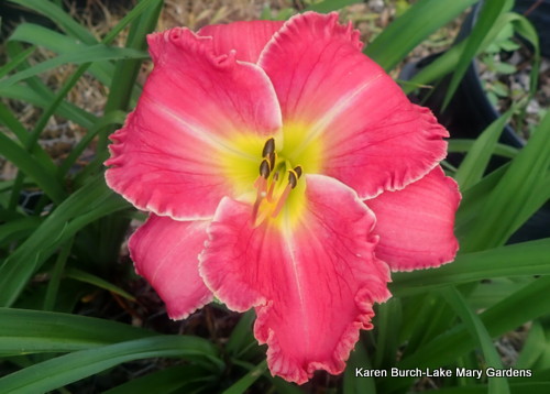 Very Bright Pink with canary yellow center Daylily grown from seed