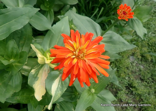 Variegated Zinnia Orange Cactus
