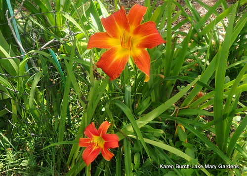 Orange Daylily Mini me