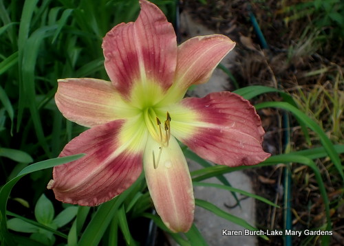 Wilson's Yellow x Tuscawilla Snowdrift