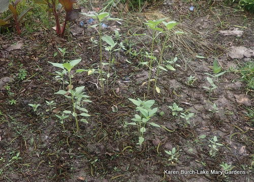 sunflower Seedlings