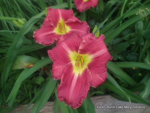 Raspberry Pink daylilies grown from seeds