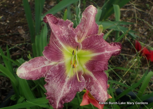 ugly daylily