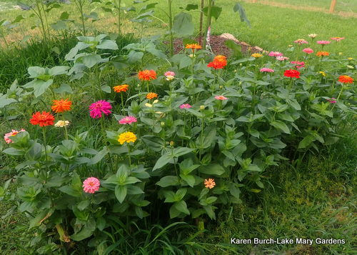 Row of Cactus Mix Zinnias