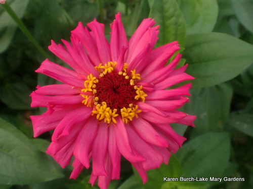 Pink Cactus Zinnia