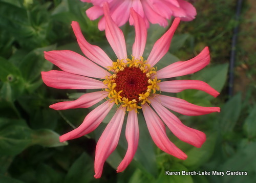 Single Cactus Zinnia