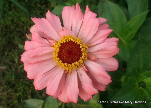 Light Pink Zinnia