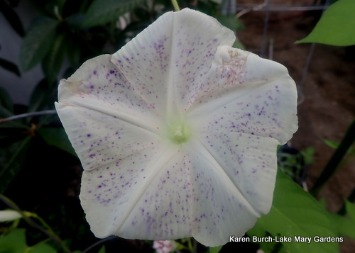 Lightly Speckled Purple Japanese Morning Glory