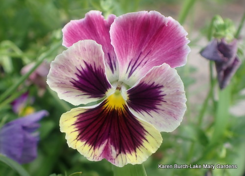 Swiss Giant Pansy pink,purple and yellow