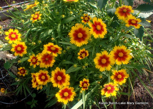 red and gold coreopsis