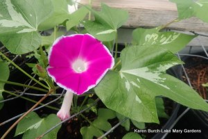 Japanese Morning Glory Sunsmile x Shidare Weeping