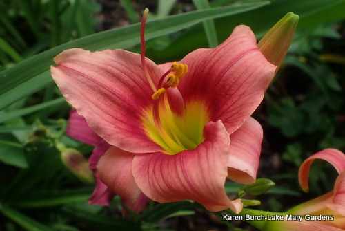 Miniature Daylily Melon with dark center