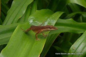 Anole lizard female