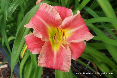 Peach Miniature Daylily