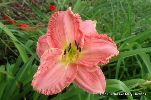 Peach Miniature Daylily