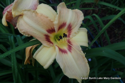 Wilson's Yellow x Tuscawilla Snowdrift