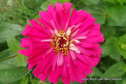 Bright Pink Cactus Zinnia