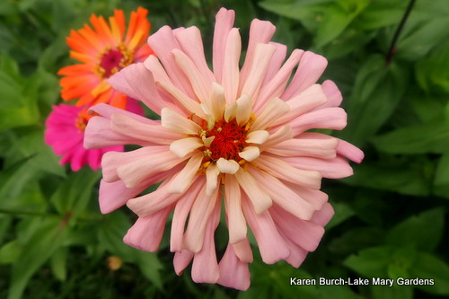 Pink zinnia shaded center