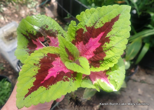 Lime green and Pink Coleus