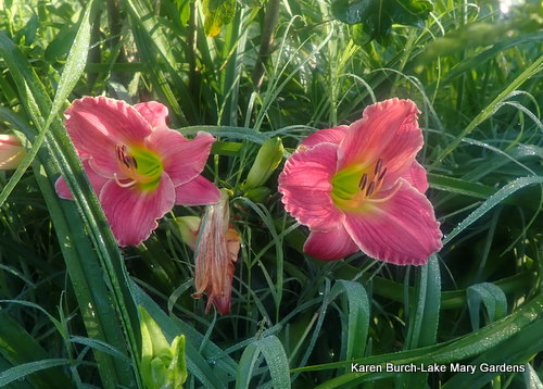 Pink Miniature Daylilies