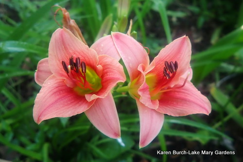 Miniature Daylily Melon with dark center